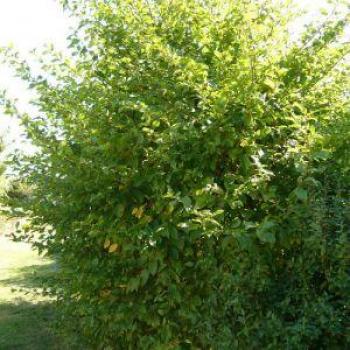 Charme Betulus en conteneur 4L