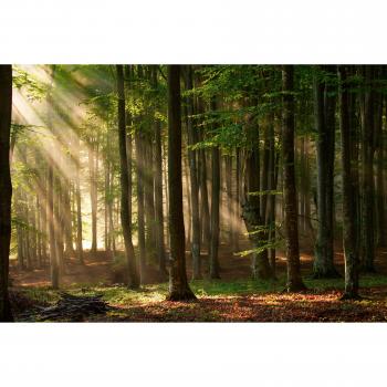 Papermoon Fototapete »Wald im Herbst«
