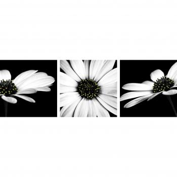 Arthouse 3-Panel Monochrome Flower Canvas