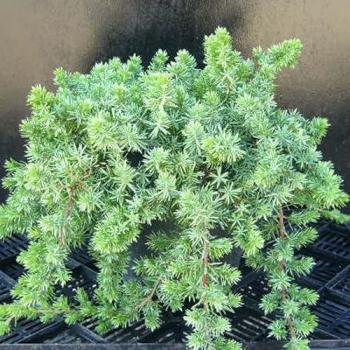 Genévrier des plages Blue Pacific Juniperus