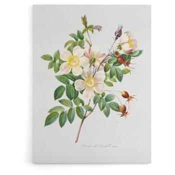 Artery8 White Rose Heritage Wall Art 18 x 24