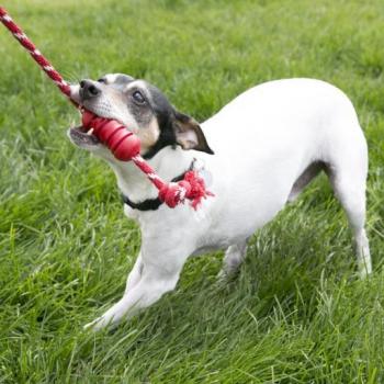 KONG Dental Rope Toy
