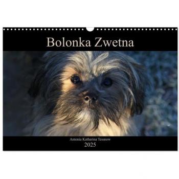 Bolonka Zwetna 2025