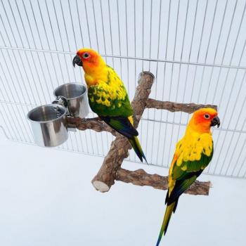 Tasse Pichet Natural Bird