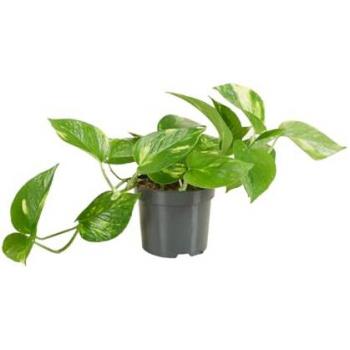 Bloomique Pothos