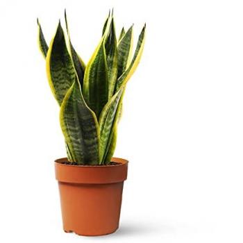Silueta Verde Sansevieria Trifásica – Maceta 12 cm