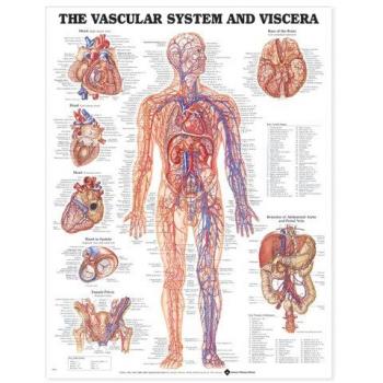 The Vascular System and Viscera Anatomical Chart