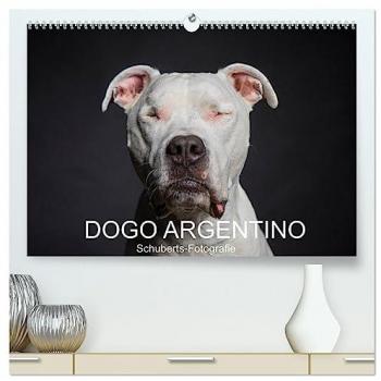 Schuberts-Fotografie, Schuberts-Fotografie: DOGO ARGENTINO (hochwertiger Premium Wandkalender 2025 DIN A2 quer), Kunstdruck in Hochglanz
