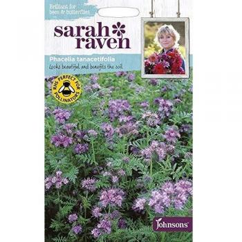 Phacelia Tanacetifolia by Sarah Raven