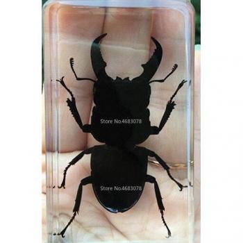 Clear Resin Educational Spade Beetle Model