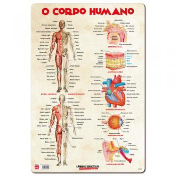 Cartel Didáctico Cuerpo Humano