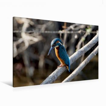 CALVENDO 120×80 cm Leinwanddruck: Naturgemälde des Eisvogels