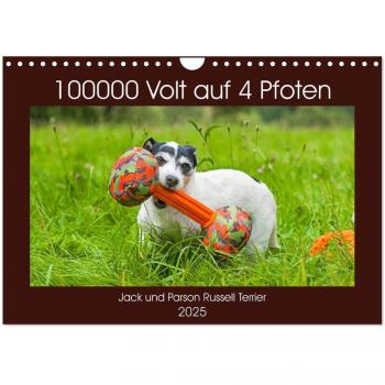100000 Volt auf vier Pfoten