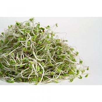 Organic Brassica rapa VAR, cymosa Sprouting Seeds