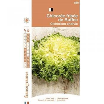Chicorée Frisée de Ruffec