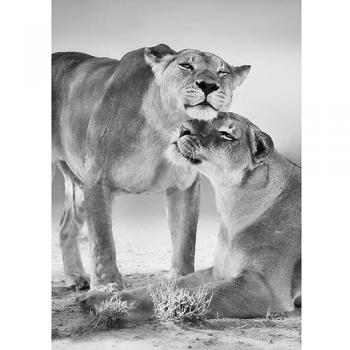 Tableau décoratif lionnes noir et blanc 65x97 cm