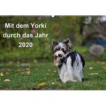 Mit dem Yorki durch das Jahr 2020