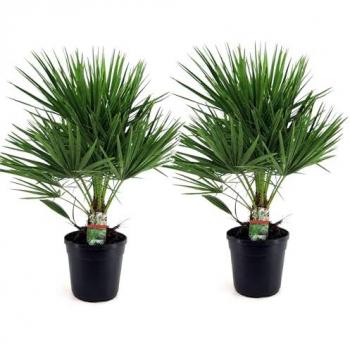 Plant In A Box