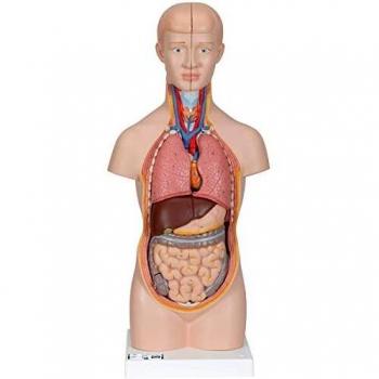 B22 3B Human Torso 12 Parts – Análisis Digital