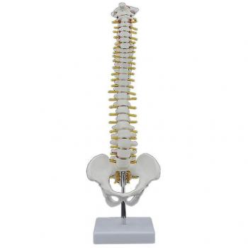Anatomie de la colonne vertébrale humaine 45 cm avec base flexible
