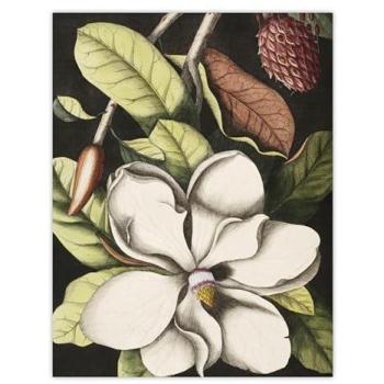 18x24 Magnolia Flower Artwork
