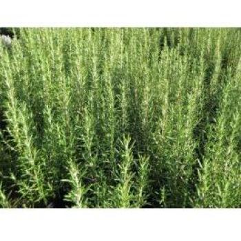 Romarin en Pot pour Jardin 14cm