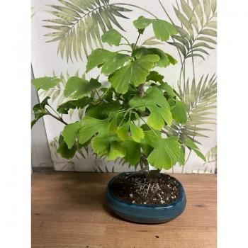 Ginkgo Biloba Bonsai 20h