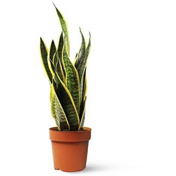 Jardín Interior: Sansevieria Trifasciata 21 cm en maceta