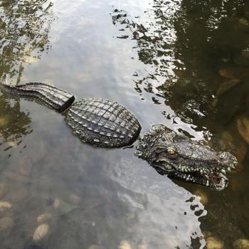 Alligator Pool Decoy for Bird Deterrent
