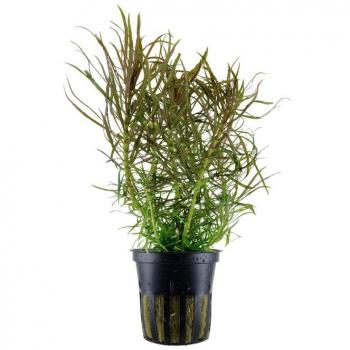 Pogostemon stellatus – Eusterali Heilöl