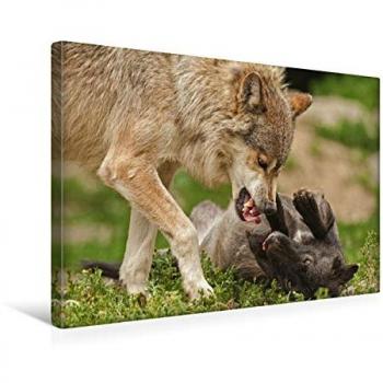 Premium Textil-Leinwand CALVENDO 45x30 cm – Wolf-Rangordnung, Druckservice Renate Bleicher