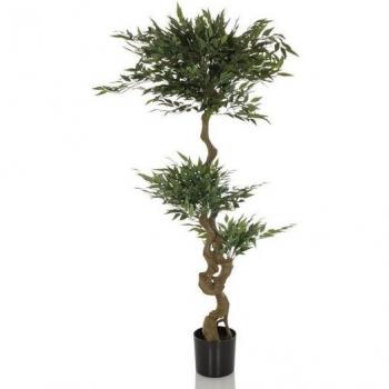 Premium Akazienbaum für lebendige Räume