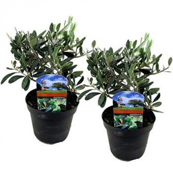 Olea Europaea in Box