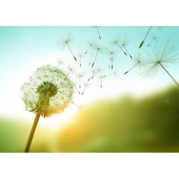 Papermoon Fototapete „Dandelion in the Wind“ – 5 m × 2,8 m
