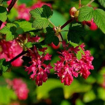 King Edward VII Ribes Sanguineum – 2‑Litre Green Pot