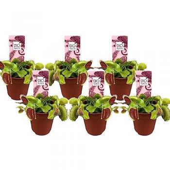 Dionaea Box-Kollektion – 6 Venusfliegenfallen, 5–15 cm Höhe, 6 cm Topf