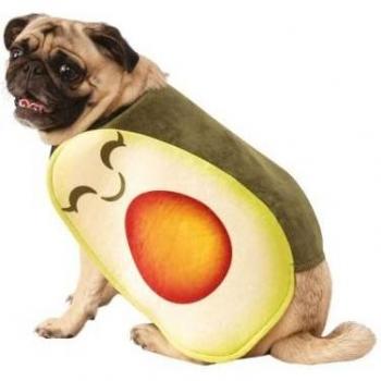 Costume Chien Avocat Bristol Novelty