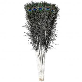 Parure d'Avian – Grand Ensemble de Plumes