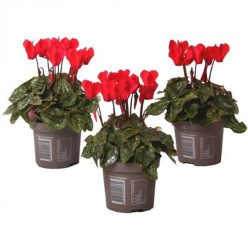 Ciclamino 'Winfall Scarlet'