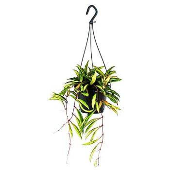 Suspension Florale 14 cm : Hoya Wayetii Tricolore (Fleur de Cire)