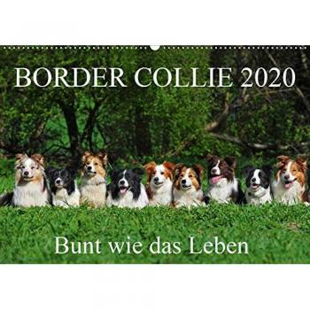 Border Collie 2020