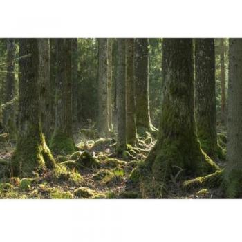 Art Murale Évasion en Forêt 80x120 cm