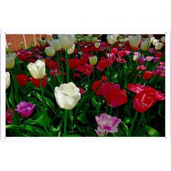 Signo de Metal Vintage Tulipanes