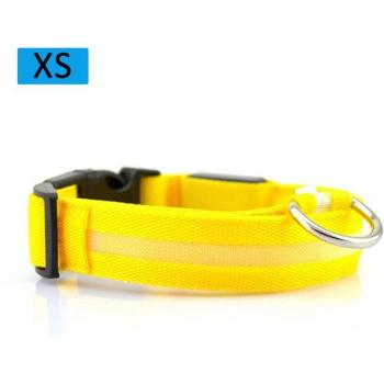 Collier fluorescent multicolore pour chien