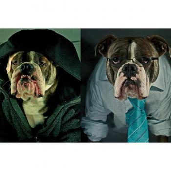 Papermoon Fototapete »Hund«