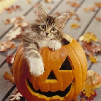 Whimsical Pumpkin Kitty Diamond Design