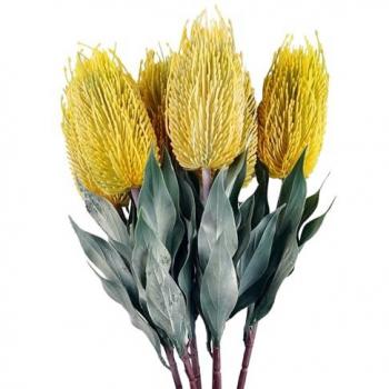 6‑Pack Banksia Menziesii Yellow Stem Collection – 75cm Stems