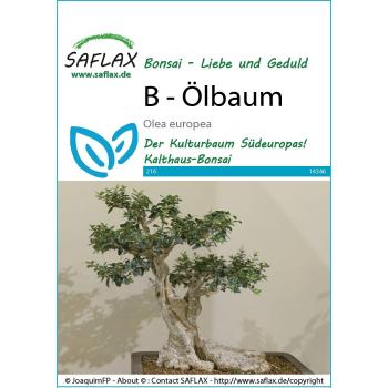 SAFLAX Blumensamen: Olivenbäume – 20 Samen – Olea europaea