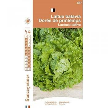 Graines de Batavia Doré