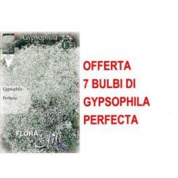 Set Primaverile Gypsophila – 7 Bulbi Perfetti
